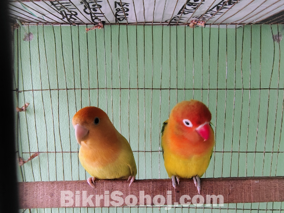 Love bird